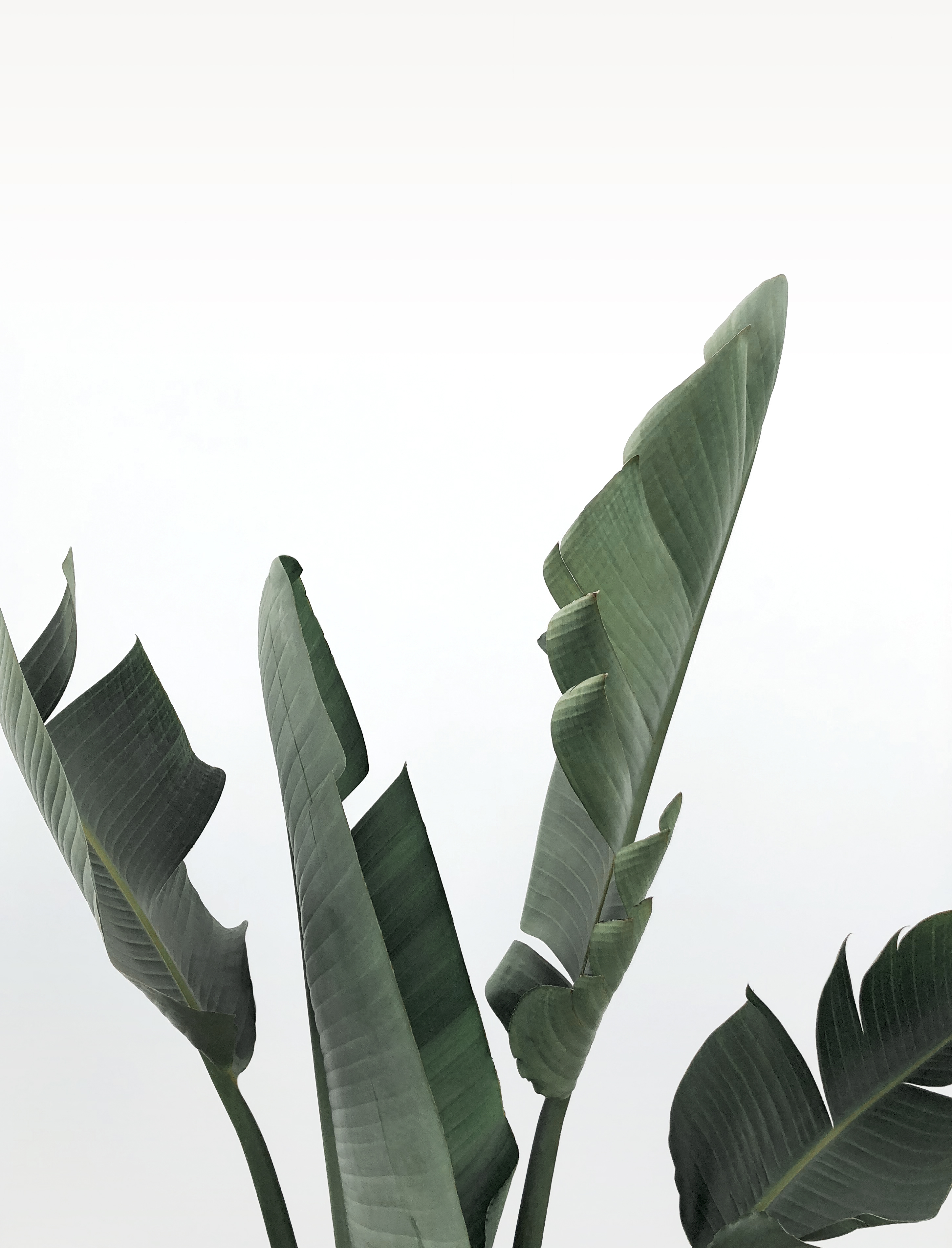 Office plants brightening a New York City workspace