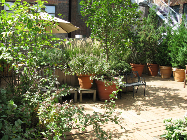 Container garden plants for a small urban space
