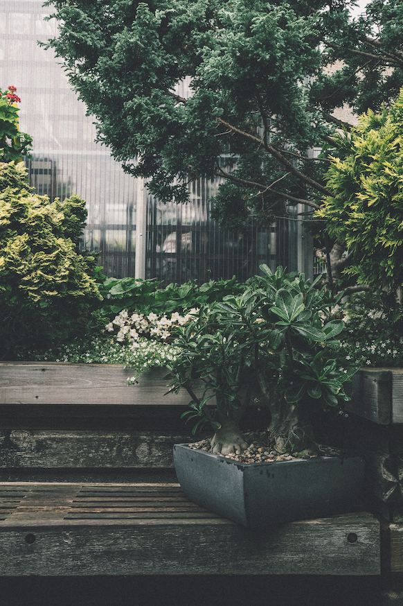Urban garden growing in New York City