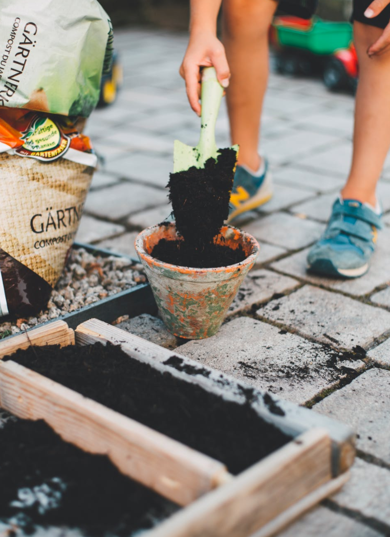 Edible plants growing in a New York City garden