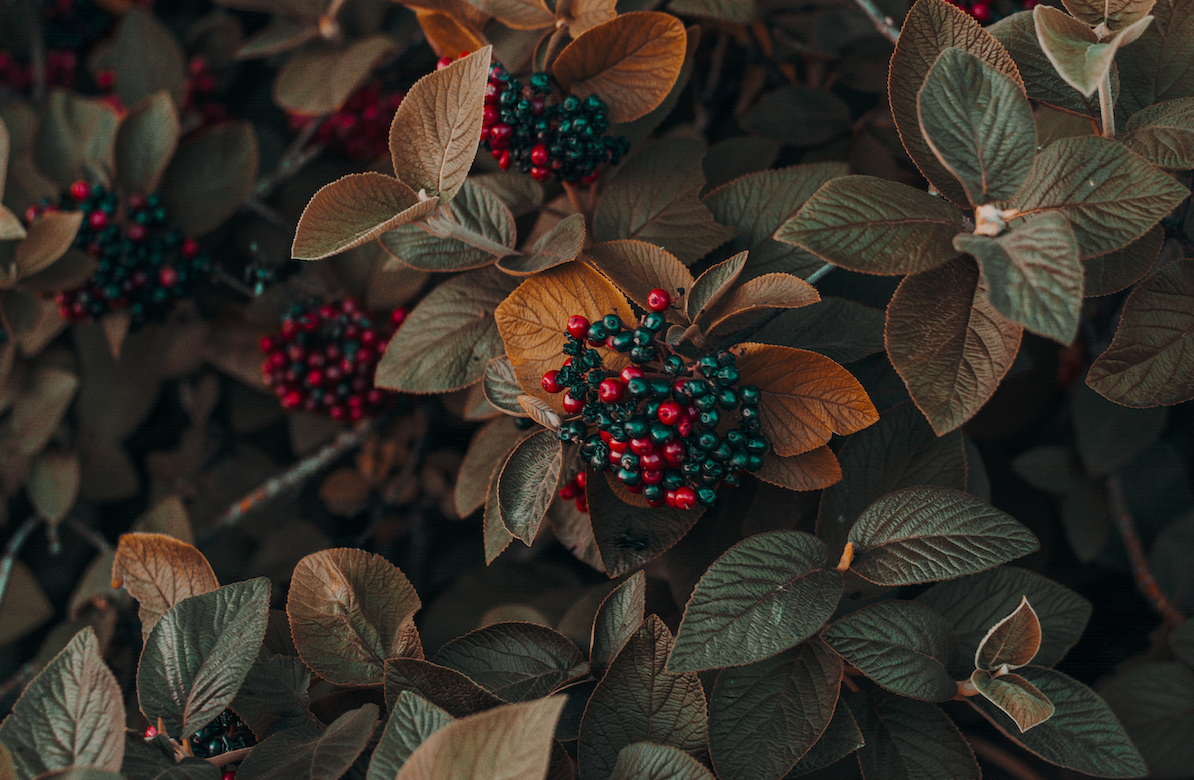 Autumn garden in New York City