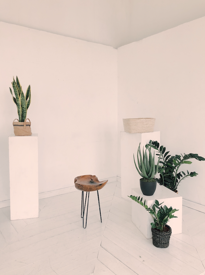 Potted plants brought indoors by a New York City florist