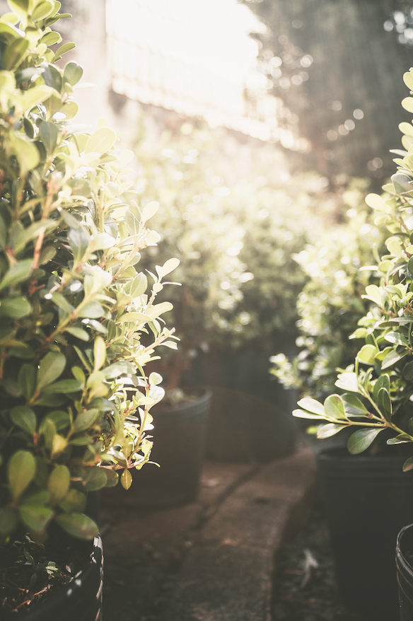 Terrace garden planted in New York City