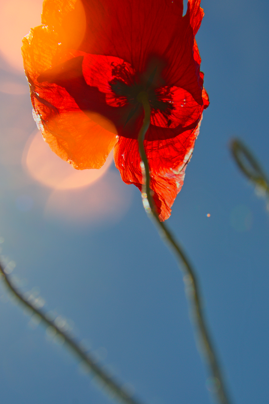 Red poppies, a symbol of remembrance, in New York City