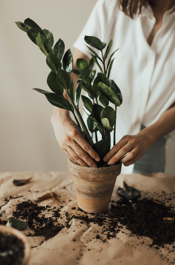 Potted plants growing in a container garden