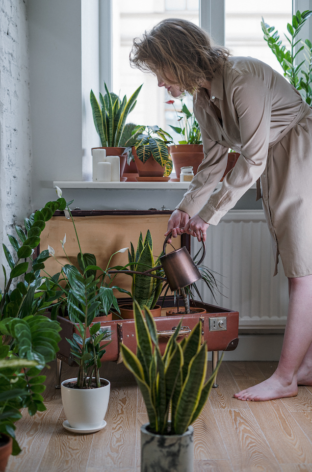 Plants prepared for a home garden in New York City