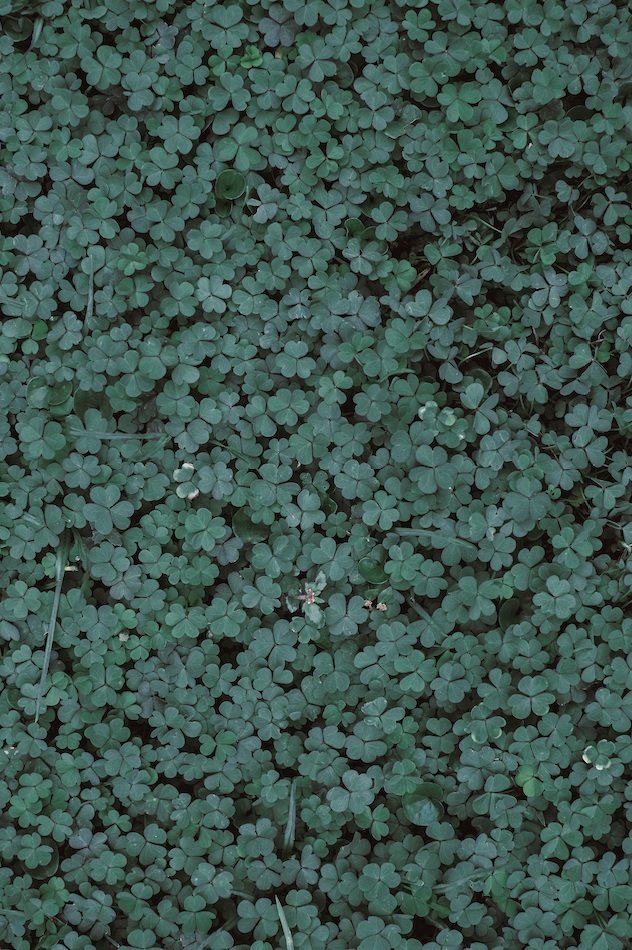 St. Patrick's Day flower arrangement from Floral Studio NYC