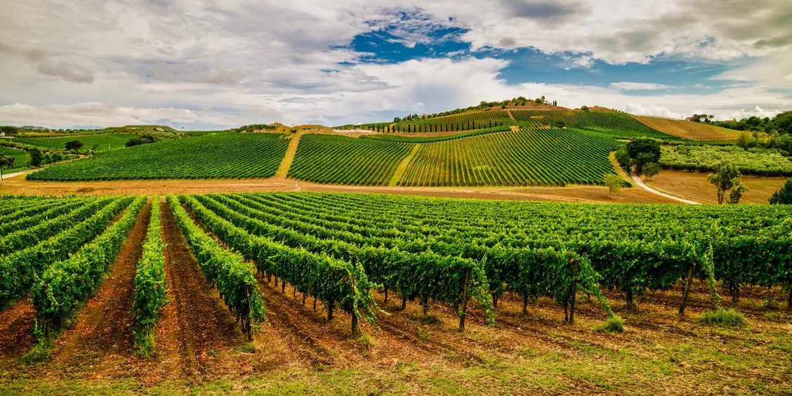 Italian Wine Tasting Dinner