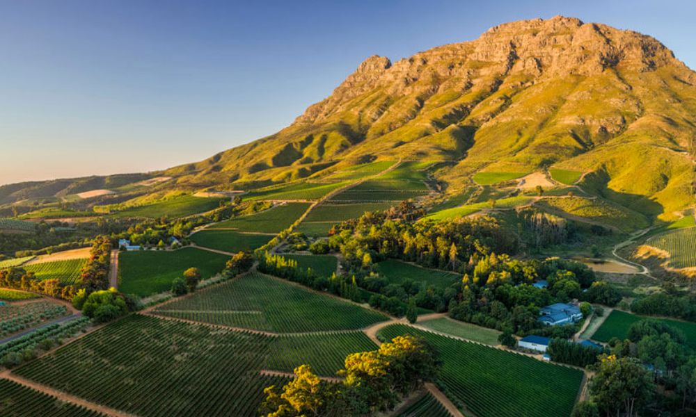 South African Wine Tasting Dinner