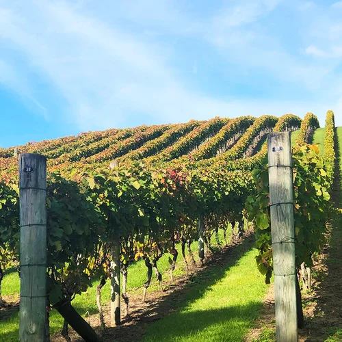 Sam Harrop Wine Tasting Dinner
