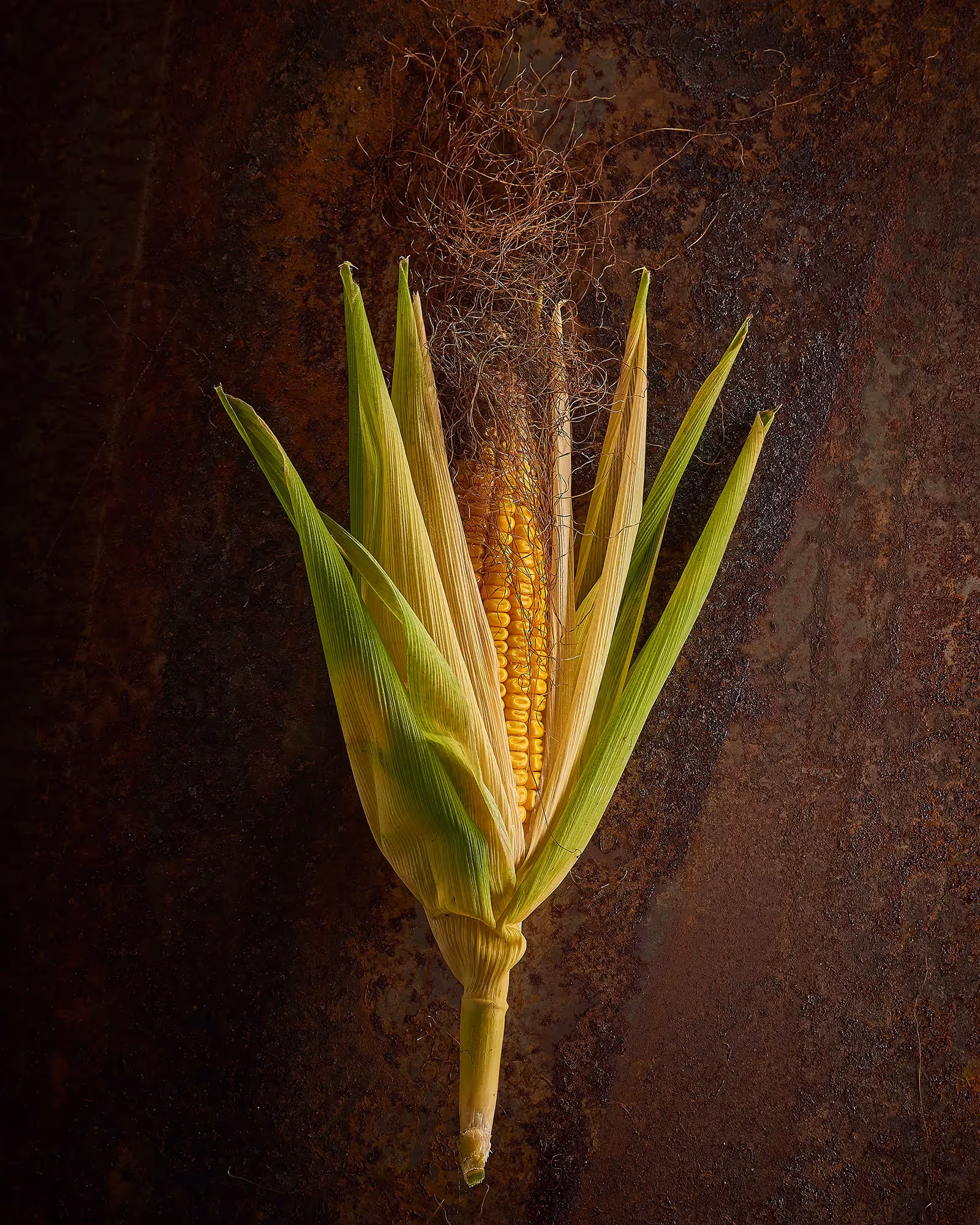 Image nature morte d'un épis de maïs posé sur une plaque d'acier roullié