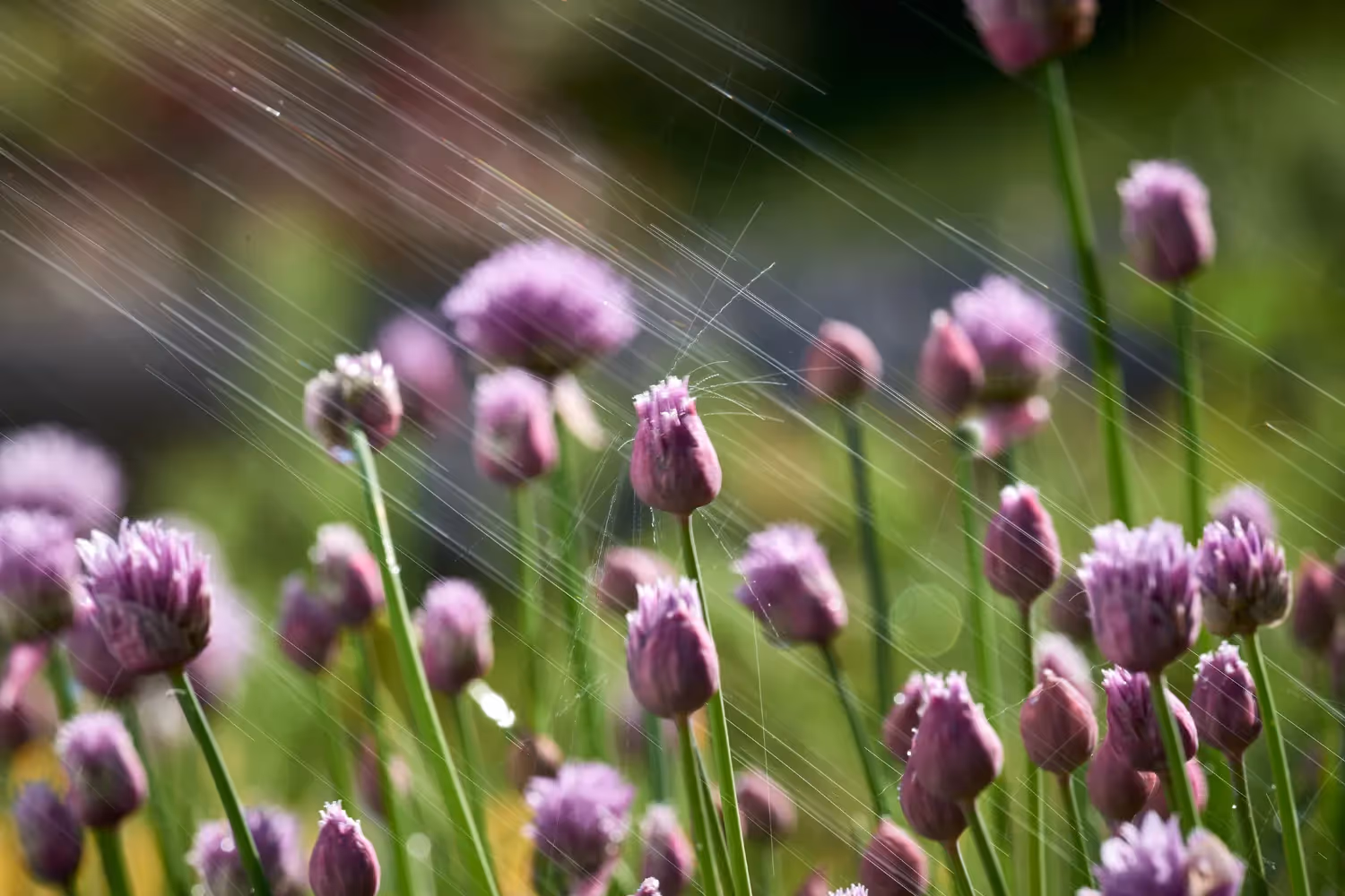 Images de ciboulette en fleurs