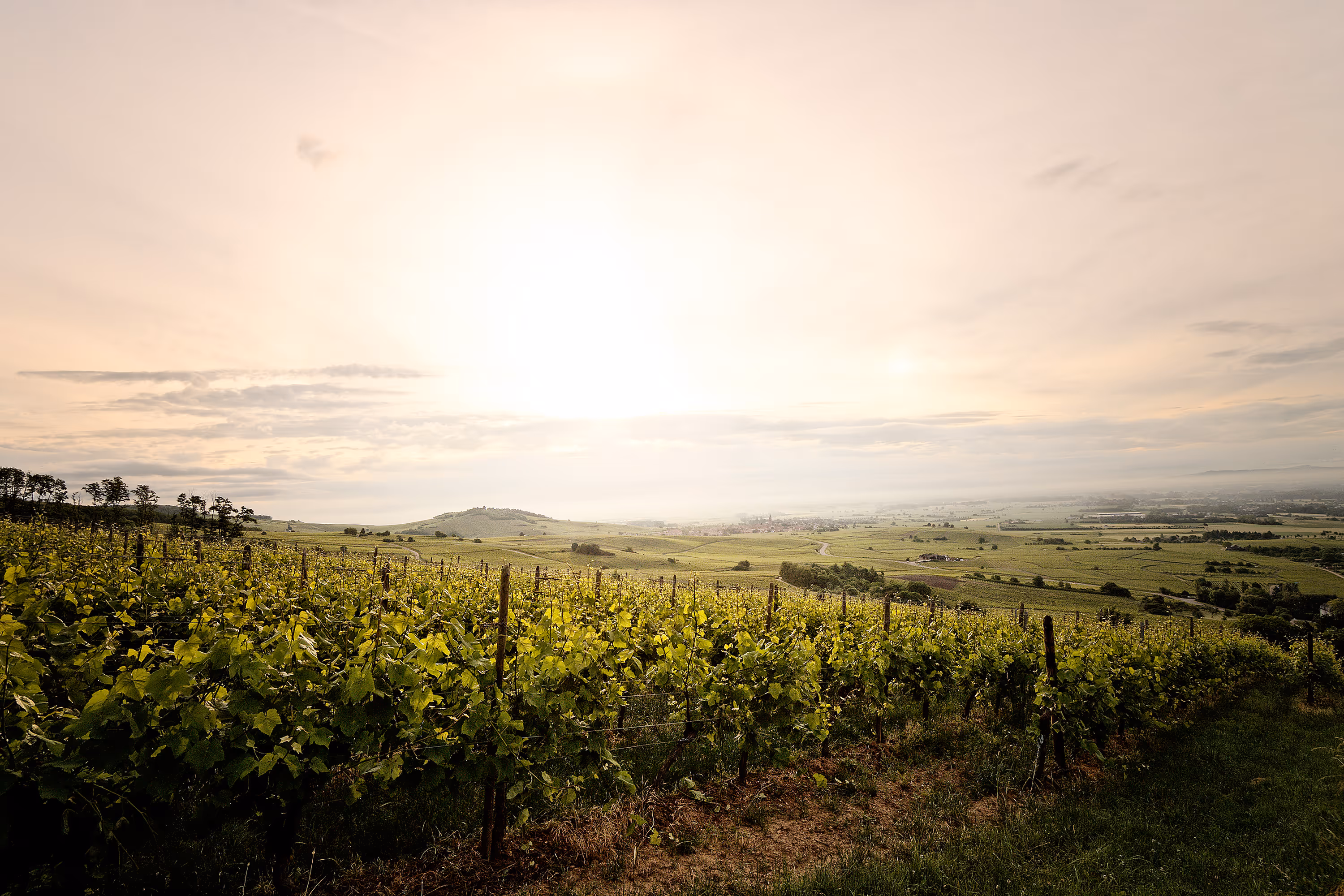 Image aérienne de drone du vignoble de ribeauvillé en alsace