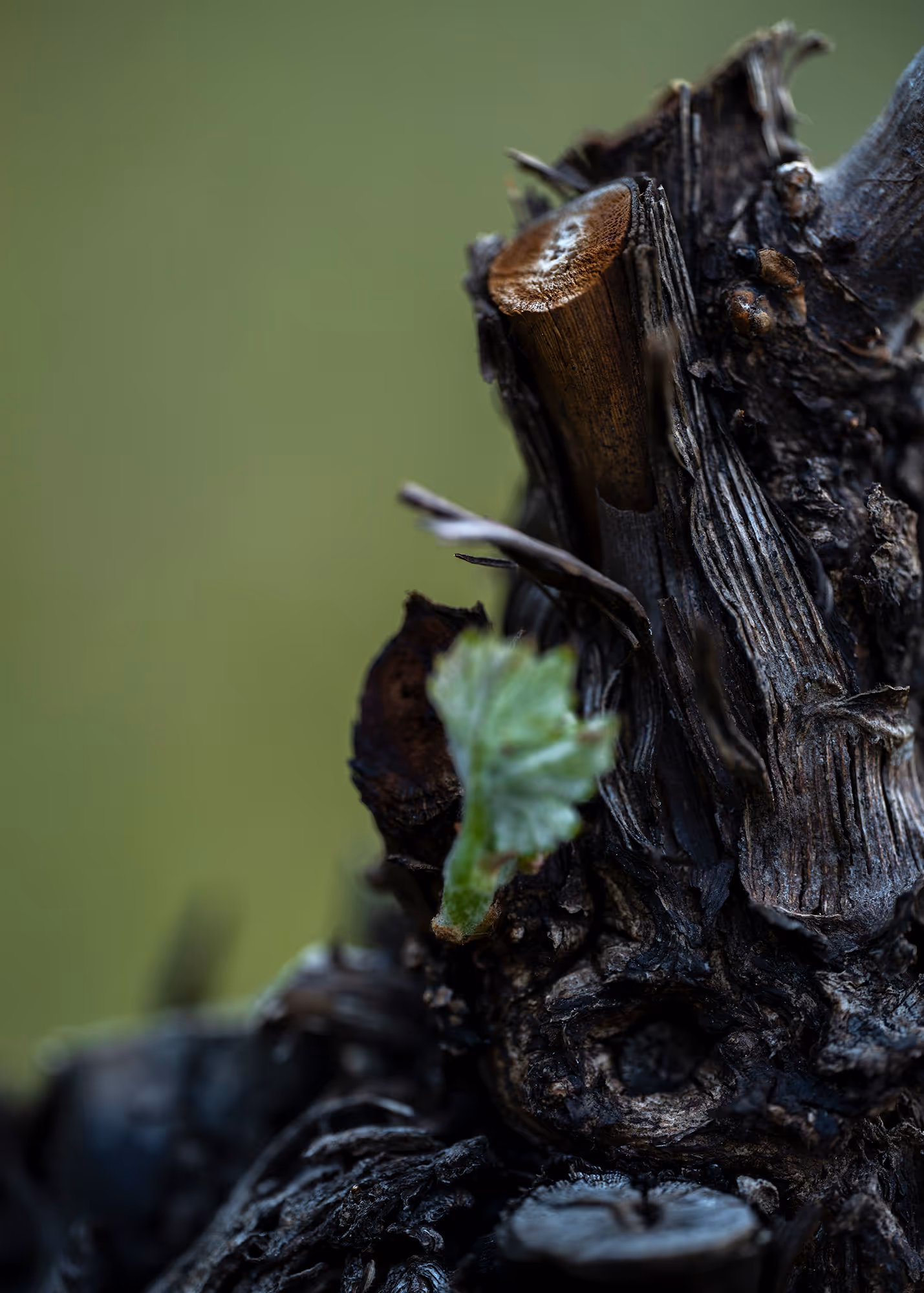 Bourgeon de vigne sur cep au printemps