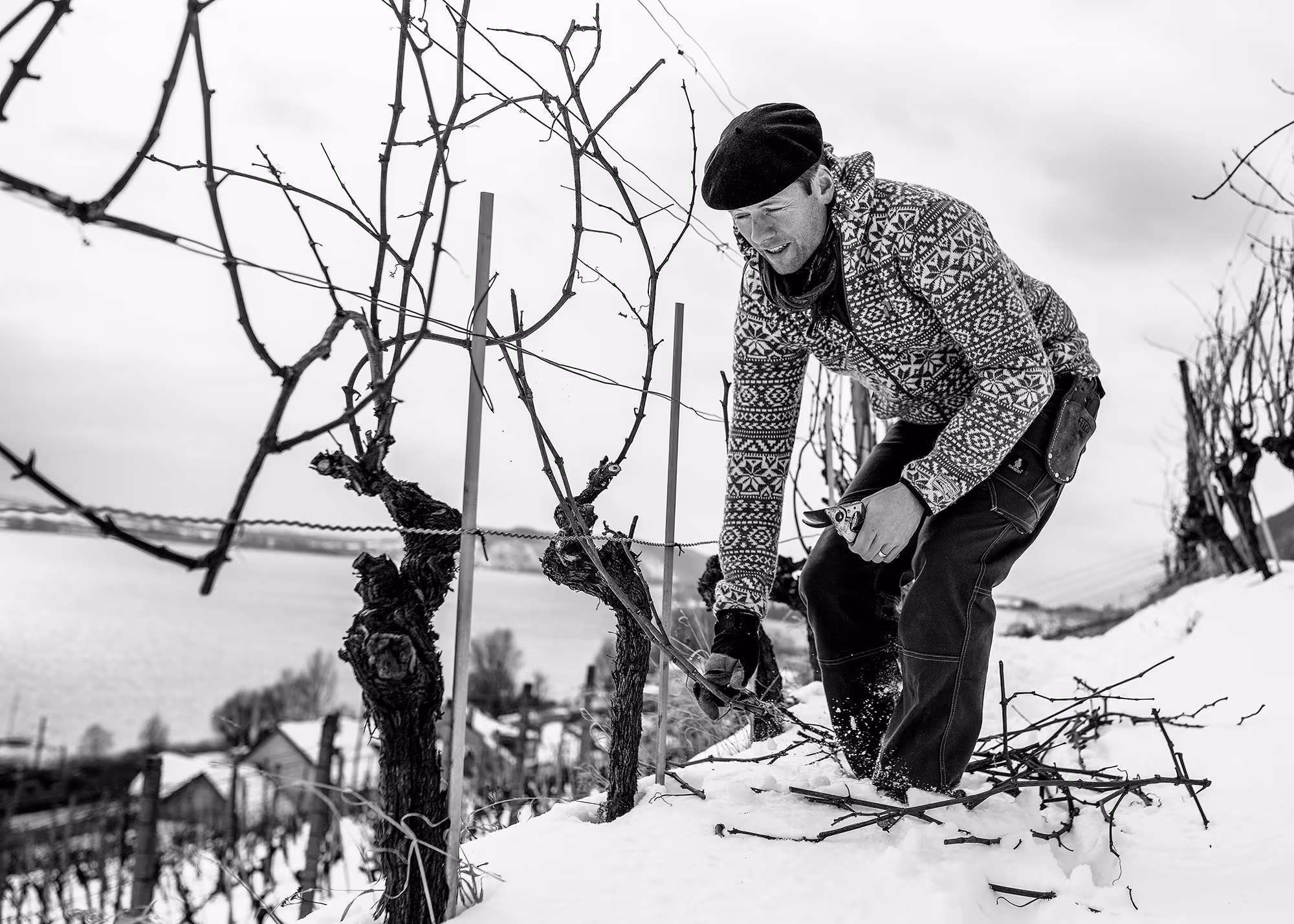 Taille dans le vignoble de schafis en hiver