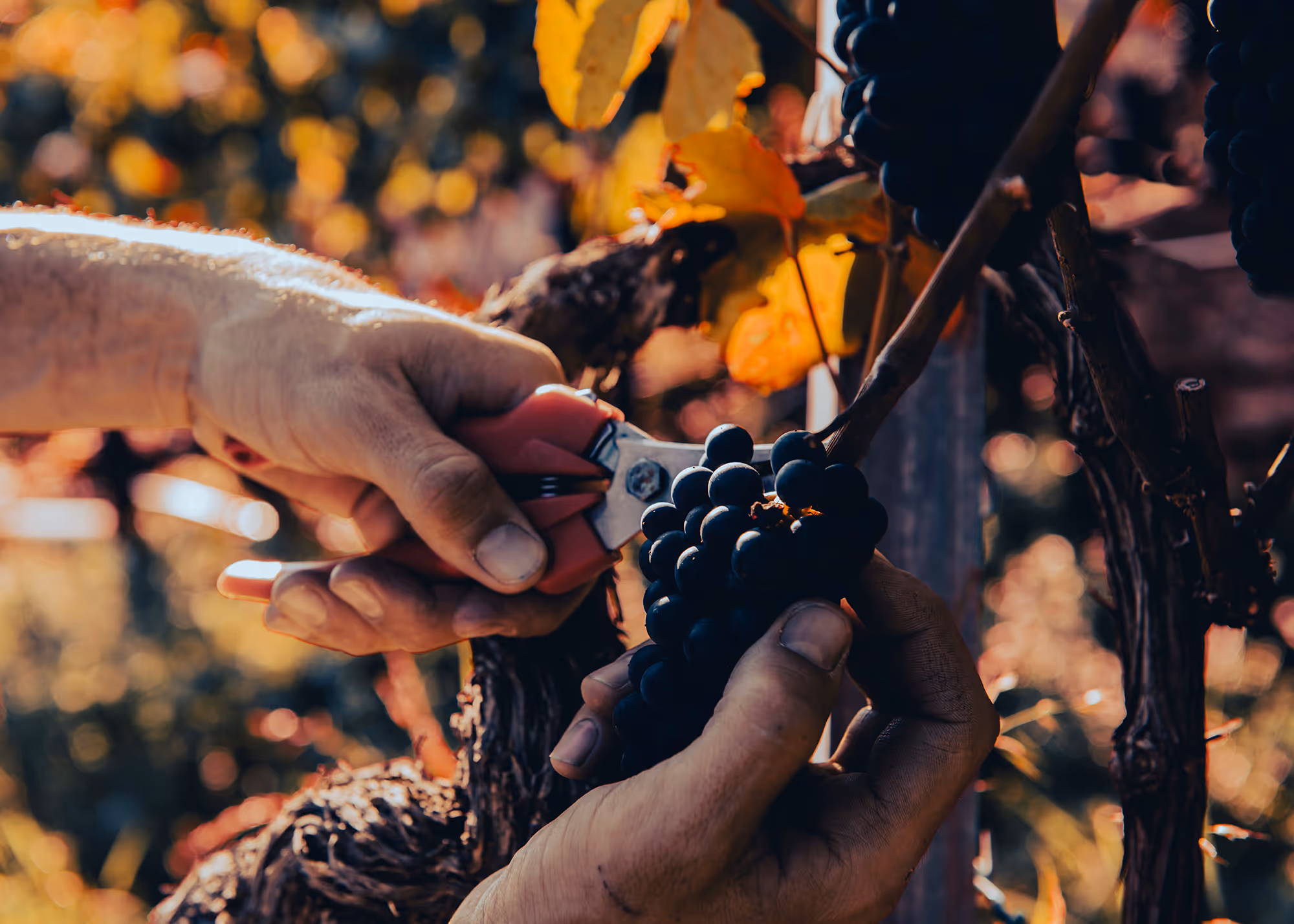 reportage photo viticole les vendanges en alsace
