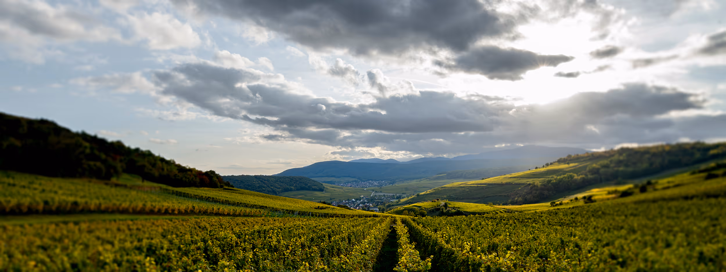 image du vignoble autour du village de westhalten en alsace en automne