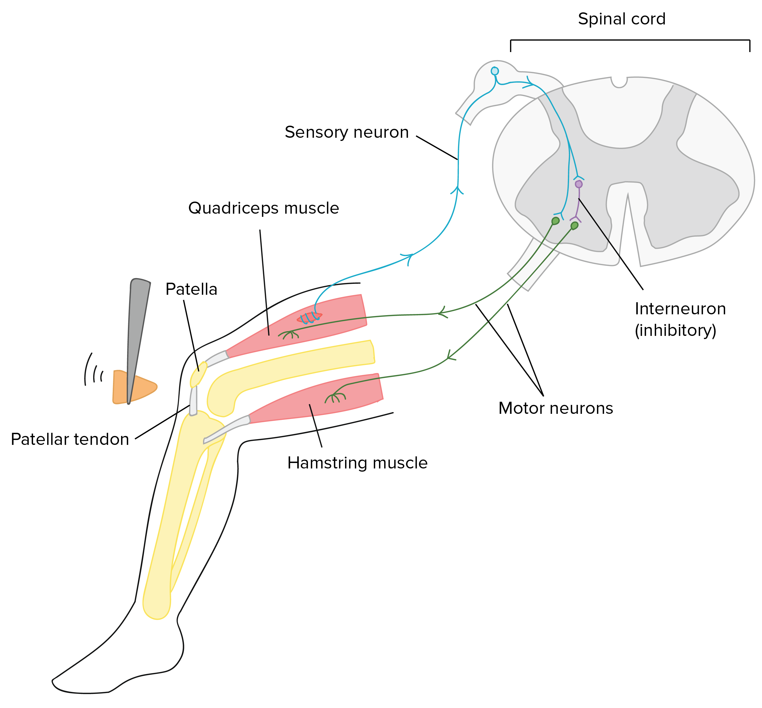 How muscle similation activates inhibitory interneurons using Knee-jerk reflex example
