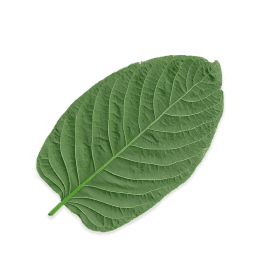 Leave Kratom in The Woodlands