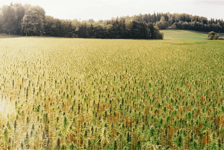 Field CBD in The Woodlands
