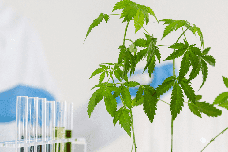 Medical Marijuana Kratom in The Woodlands