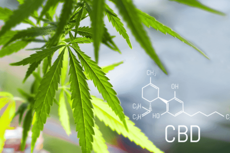 Marijuana CBD in The Woodlands