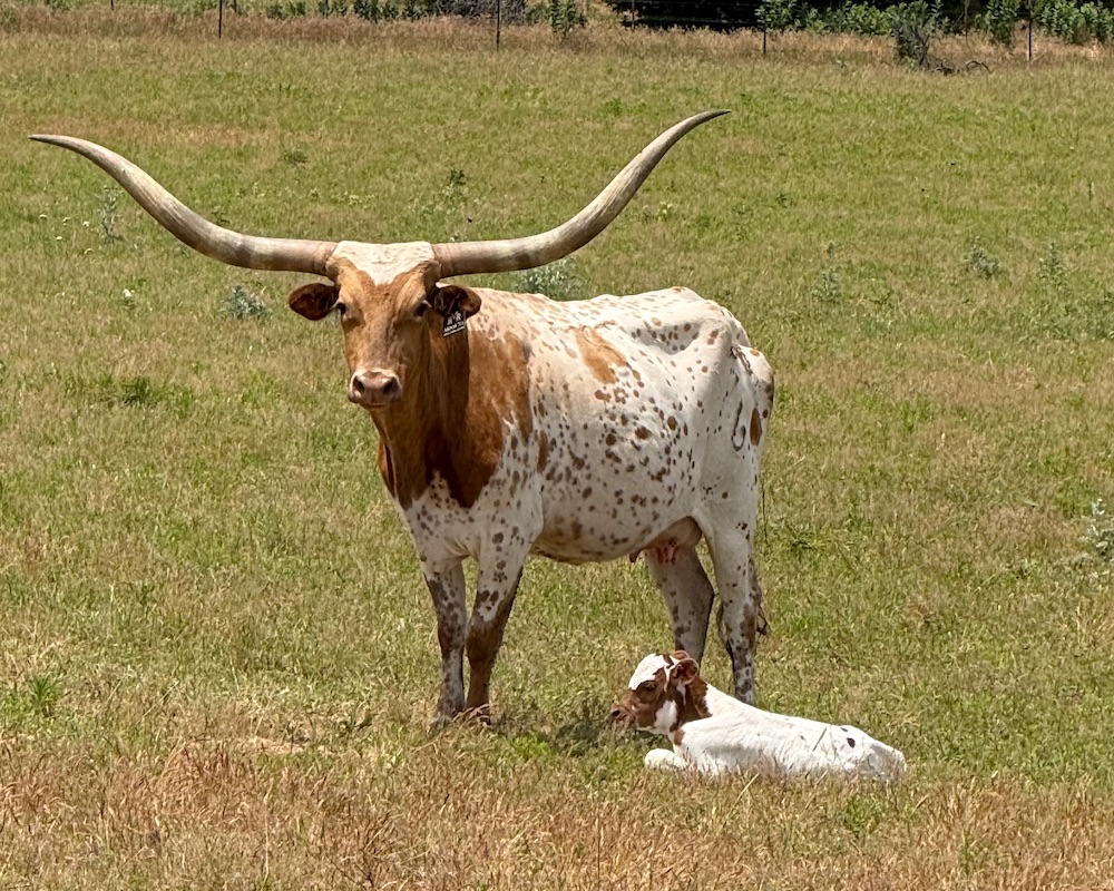 RVR Longhorns, Inc
