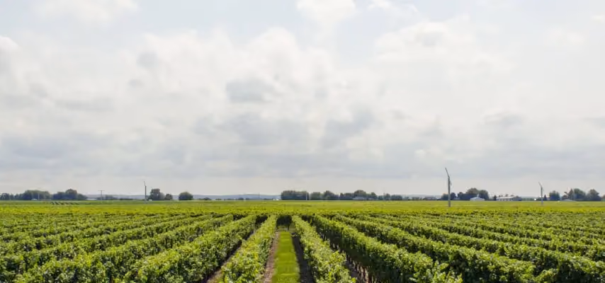 Vista dei filari di un vigneto