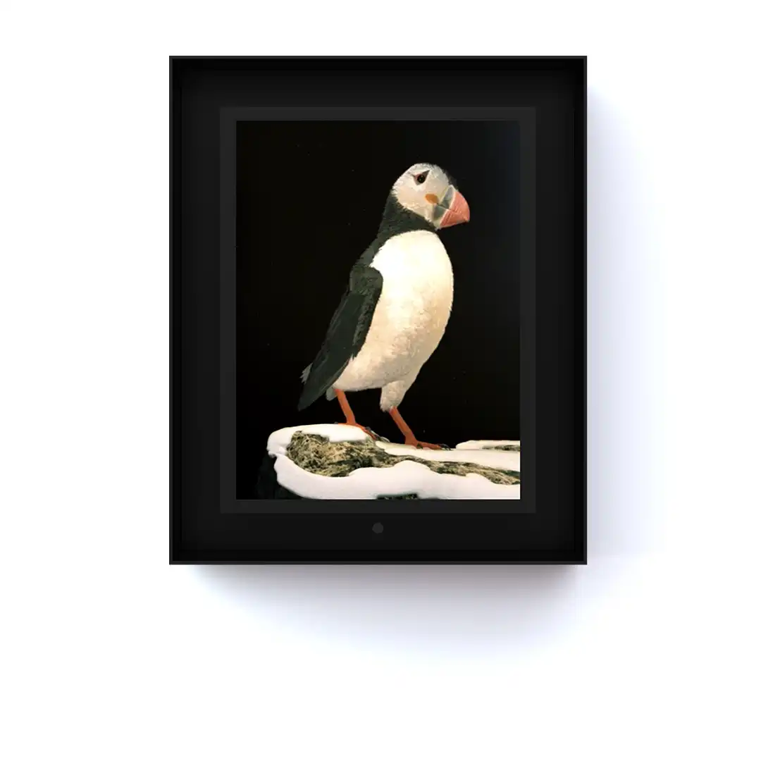 Ruffled: Atlantic Puffin