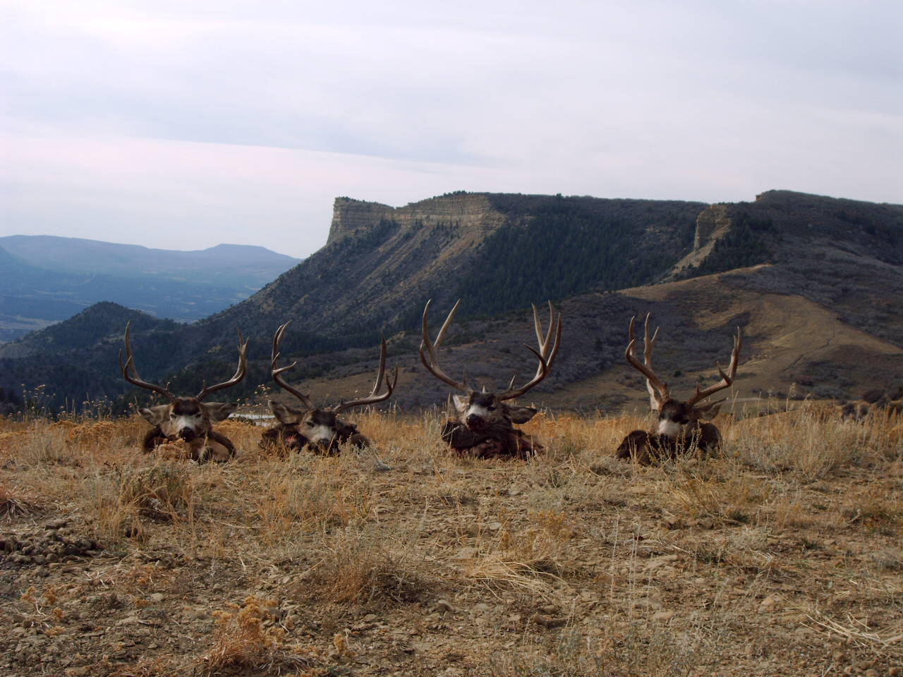 Four mule deer bucks with large antlers lying on dry grass with mountain cliffs in background.