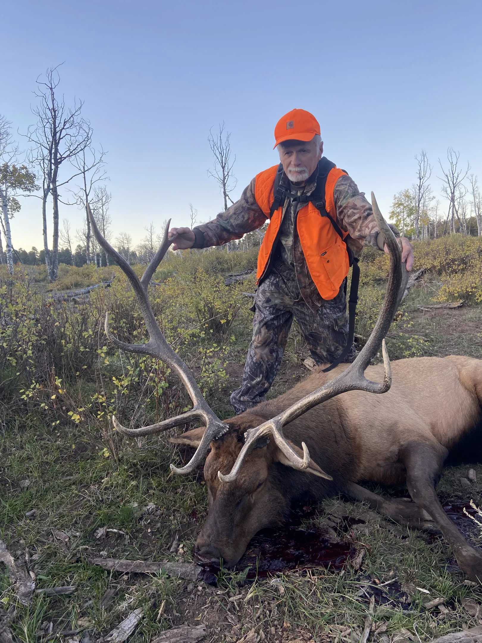 Hunter in orange vest and camo holding antlers of a bull elk lying on the ground in a forest clearing.