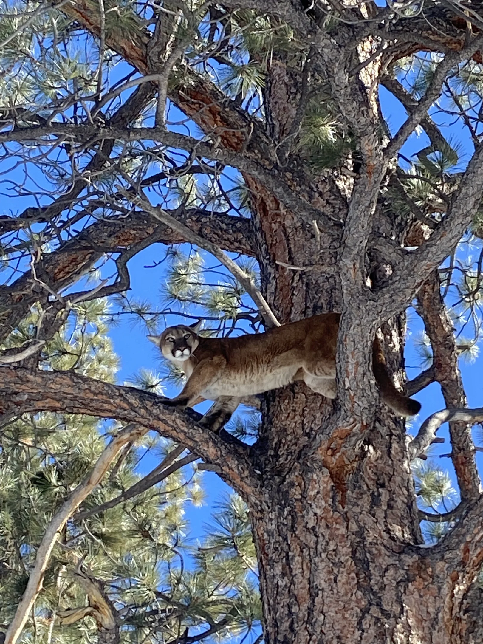 Mountain lion standing on a branch of a pine tree against a clear blue sky.