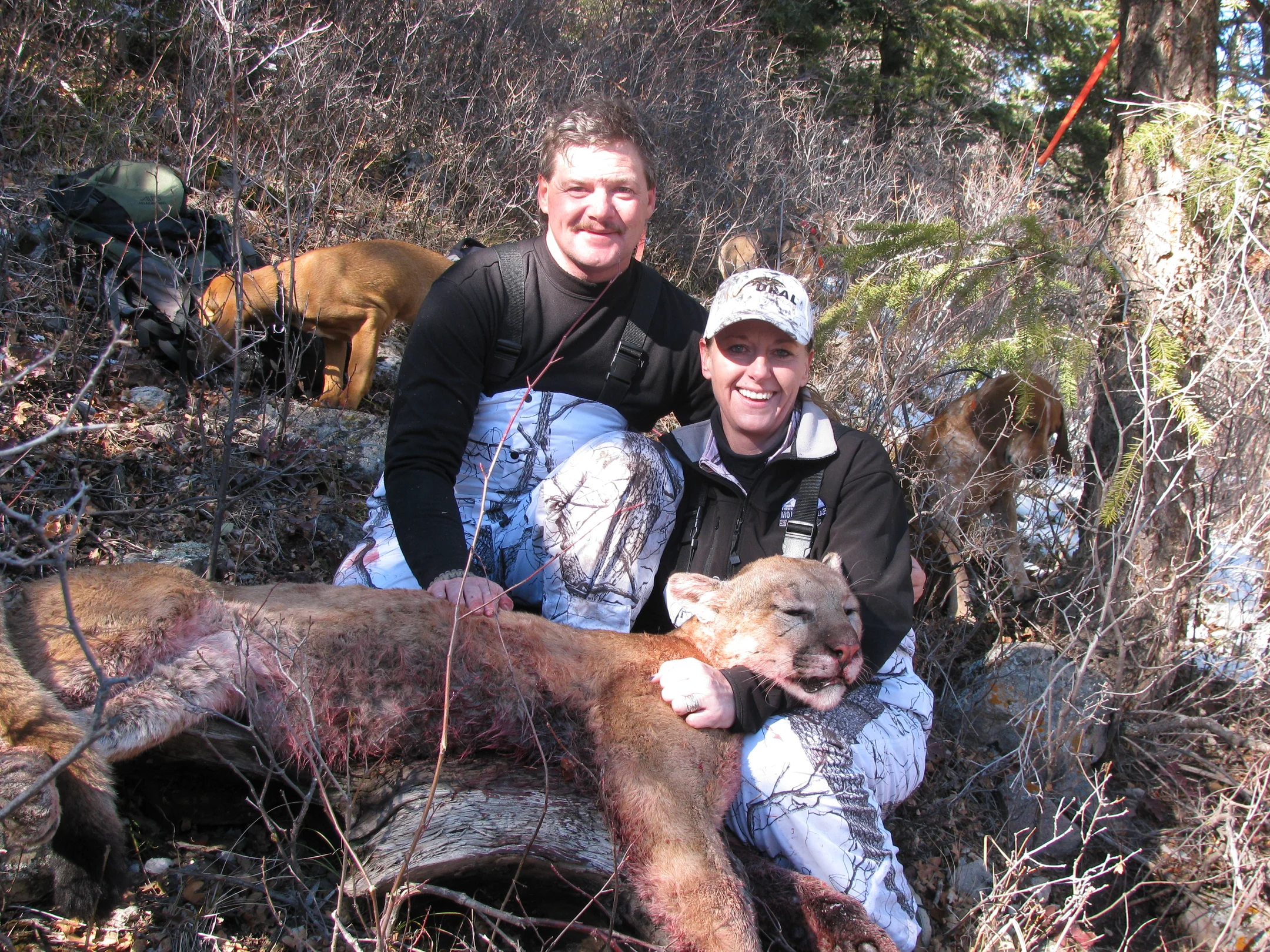 Two hunters kneeling beside a mountain lion lying on the ground with two dogs in the background