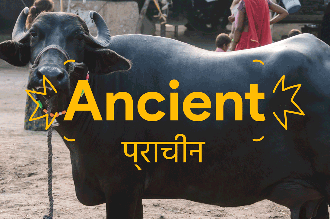 A tethered black buffalo standing on a dirt ground with the words 'Ancient' and its Hindi translation overlaid in yellow.