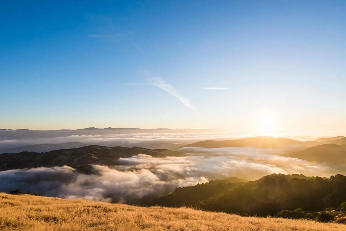 Los Gatos Estate + Fine Art Move Management