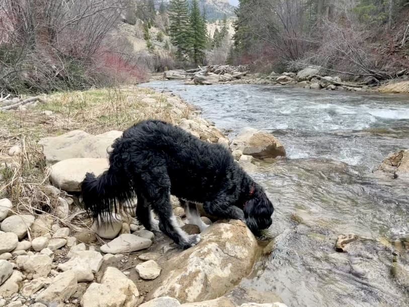 dog drinking out of a river off grid