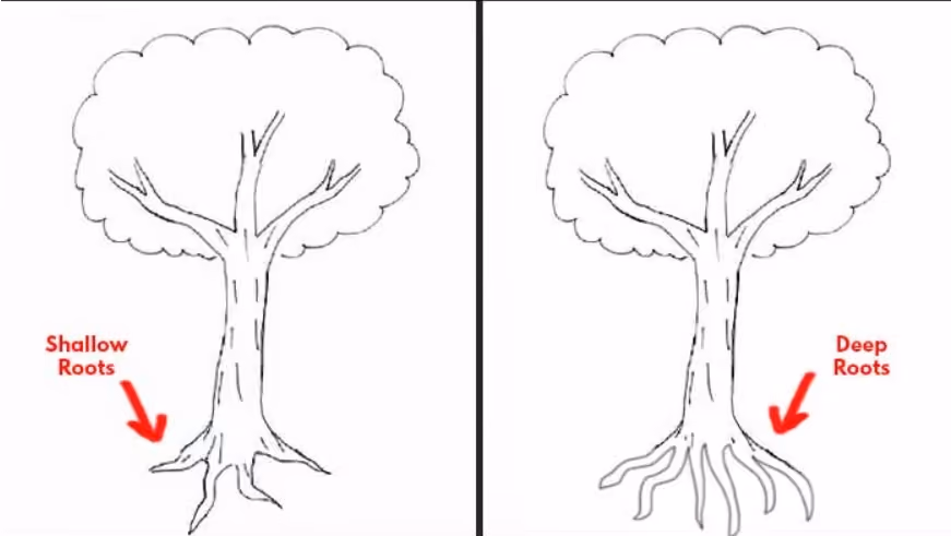 gambar pohon psikotes: akar