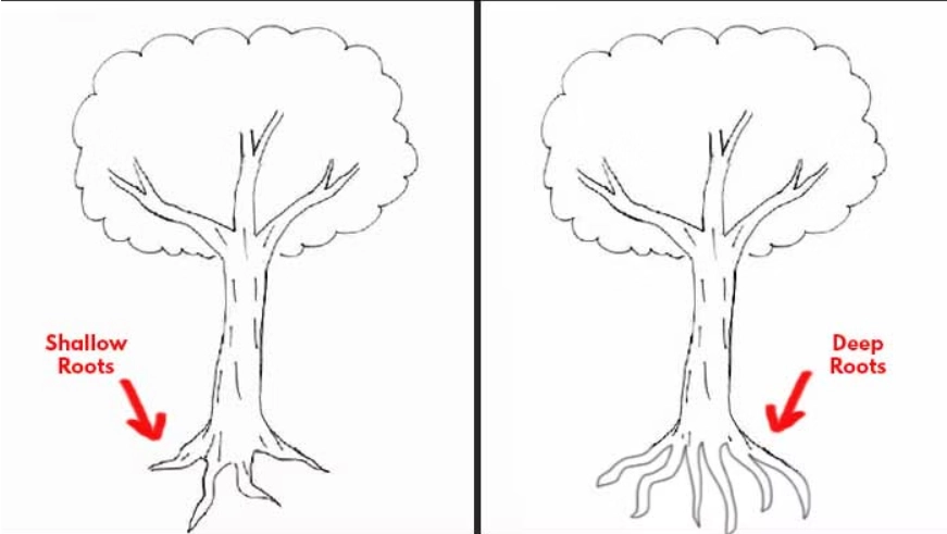 gambar pohon psikotes: akar