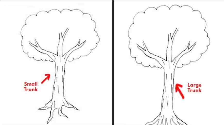 gambar pohon psikotes: batang