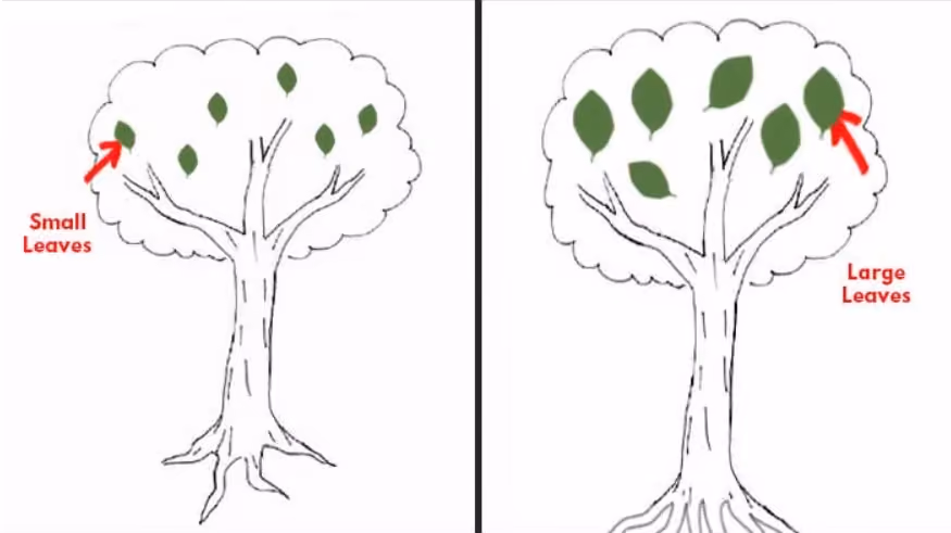 gambar pohon psikotes: daun