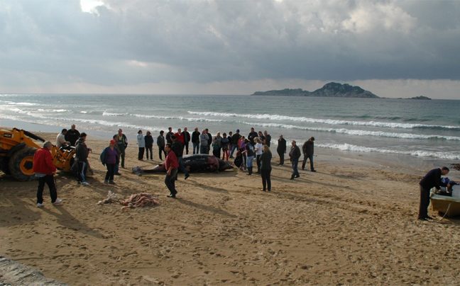 Residents and responders gather around a stranded Cuvier&rsquo;s beaked whale on Arillas Beach, Corfu, November 2011.