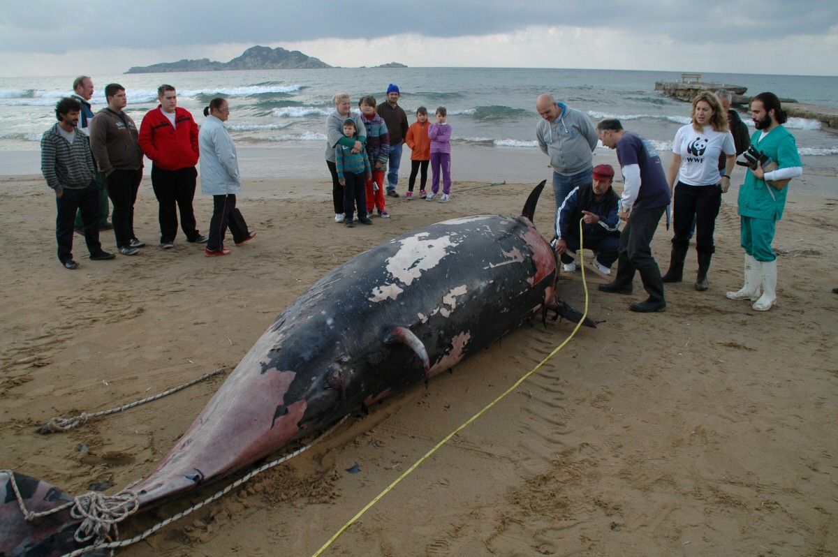 A stranded Cuvier&rsquo;s beaked whale is examined on the beach at Arillas, Corfu, November 2011.