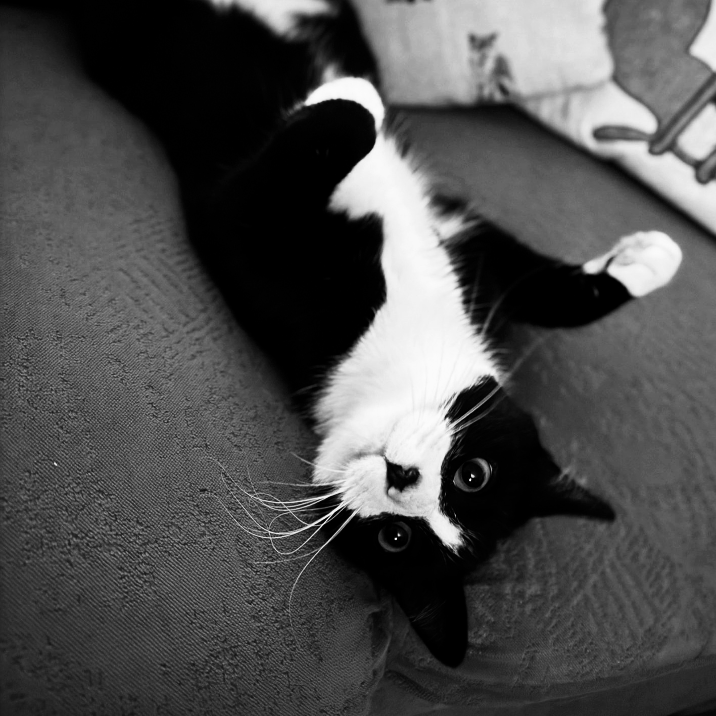 Smiling man with glasses and a beard wearing a navy blue t-shirt against a plain grey background.