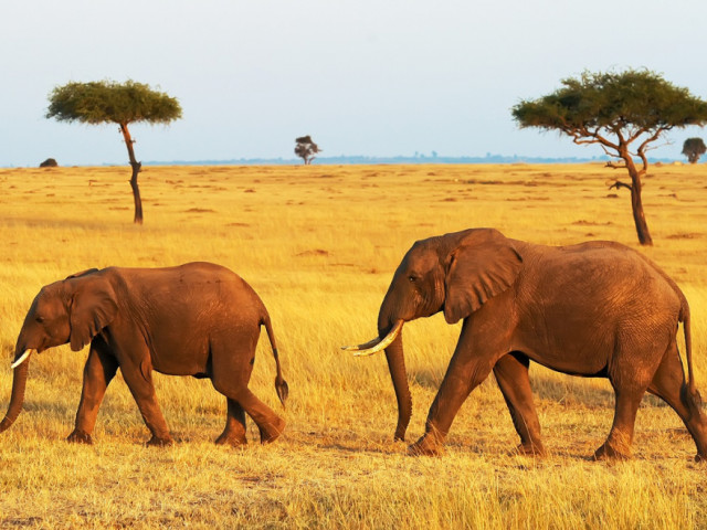 Africa: North to South