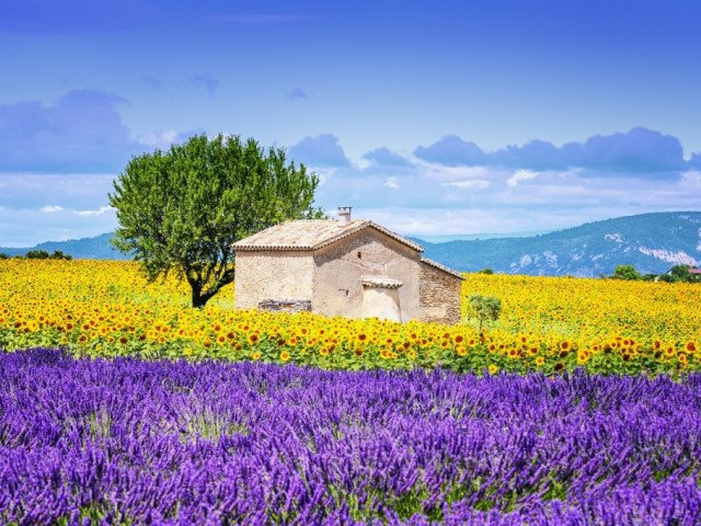 Tour of France