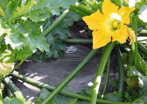 BIOMAT Agrarfolie auf dem Boden umgeben von Pflanzen