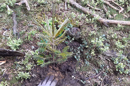 Des arbres pour la protection du climat