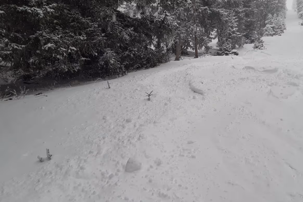 Taimet helmikuussa 2023