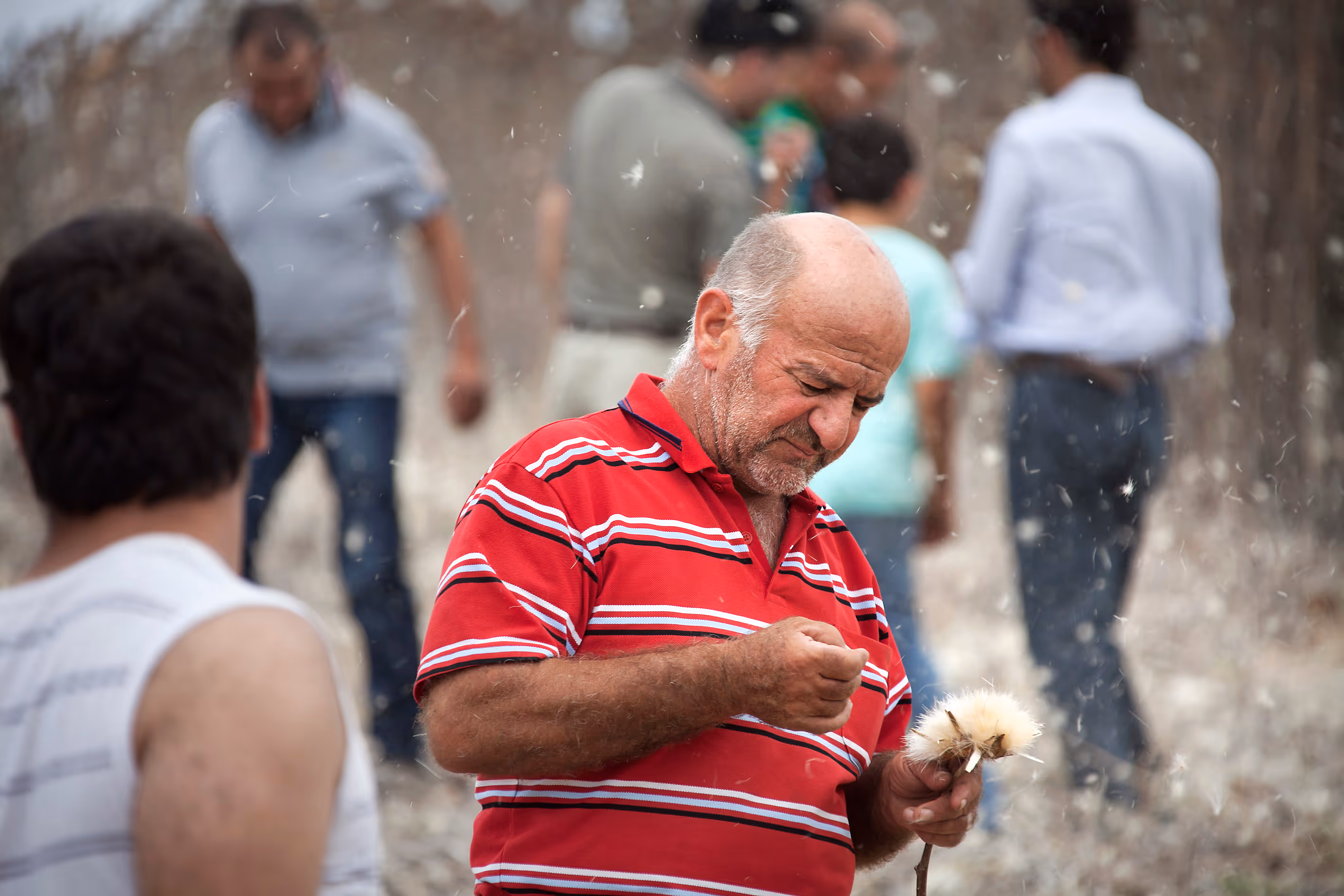 Distelernte auf Sizilien