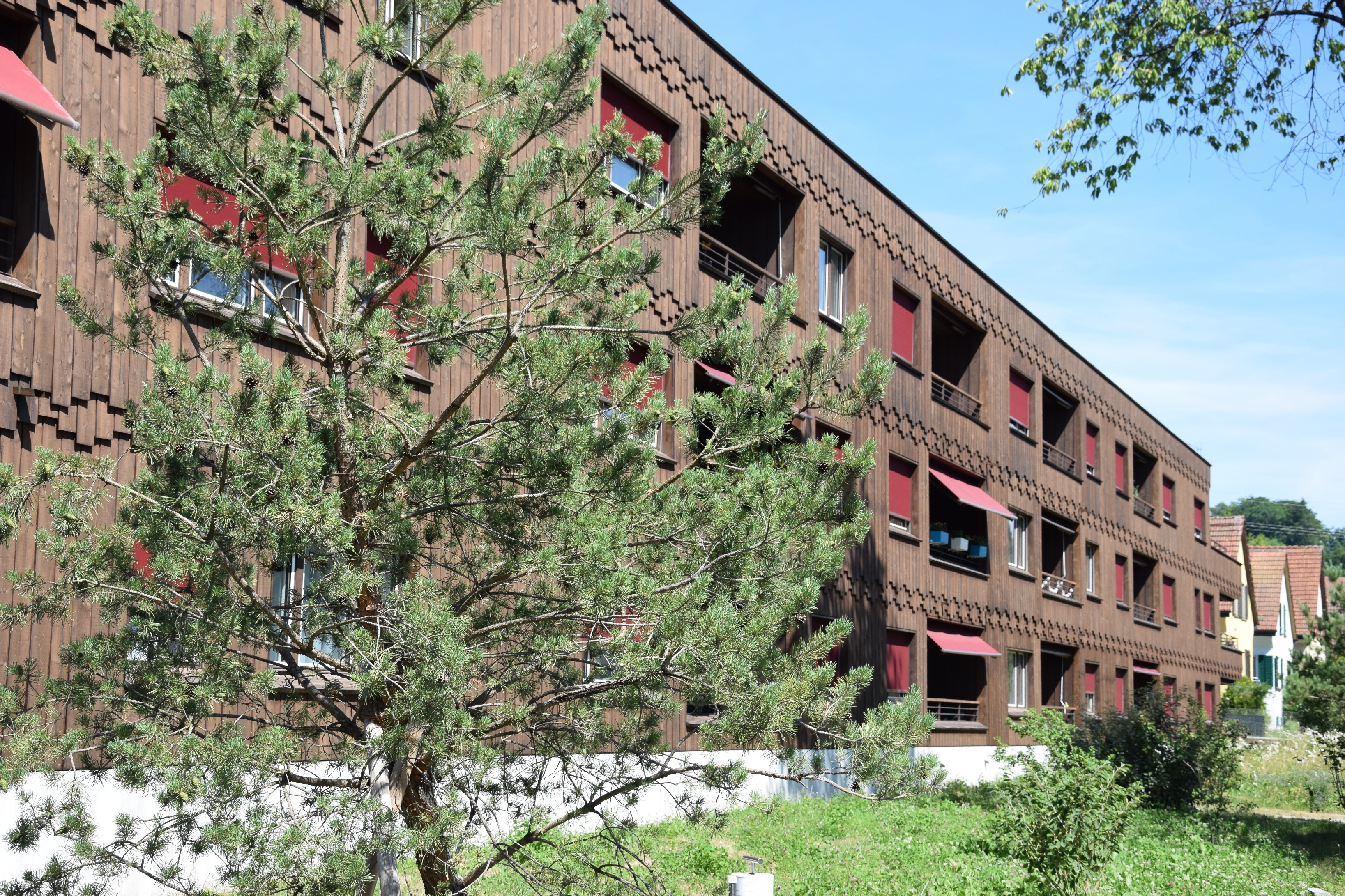 Südfassade der Wohnanlage Grünmatt mit Holzschalung, roten Sonnenstoren und Bäumen.